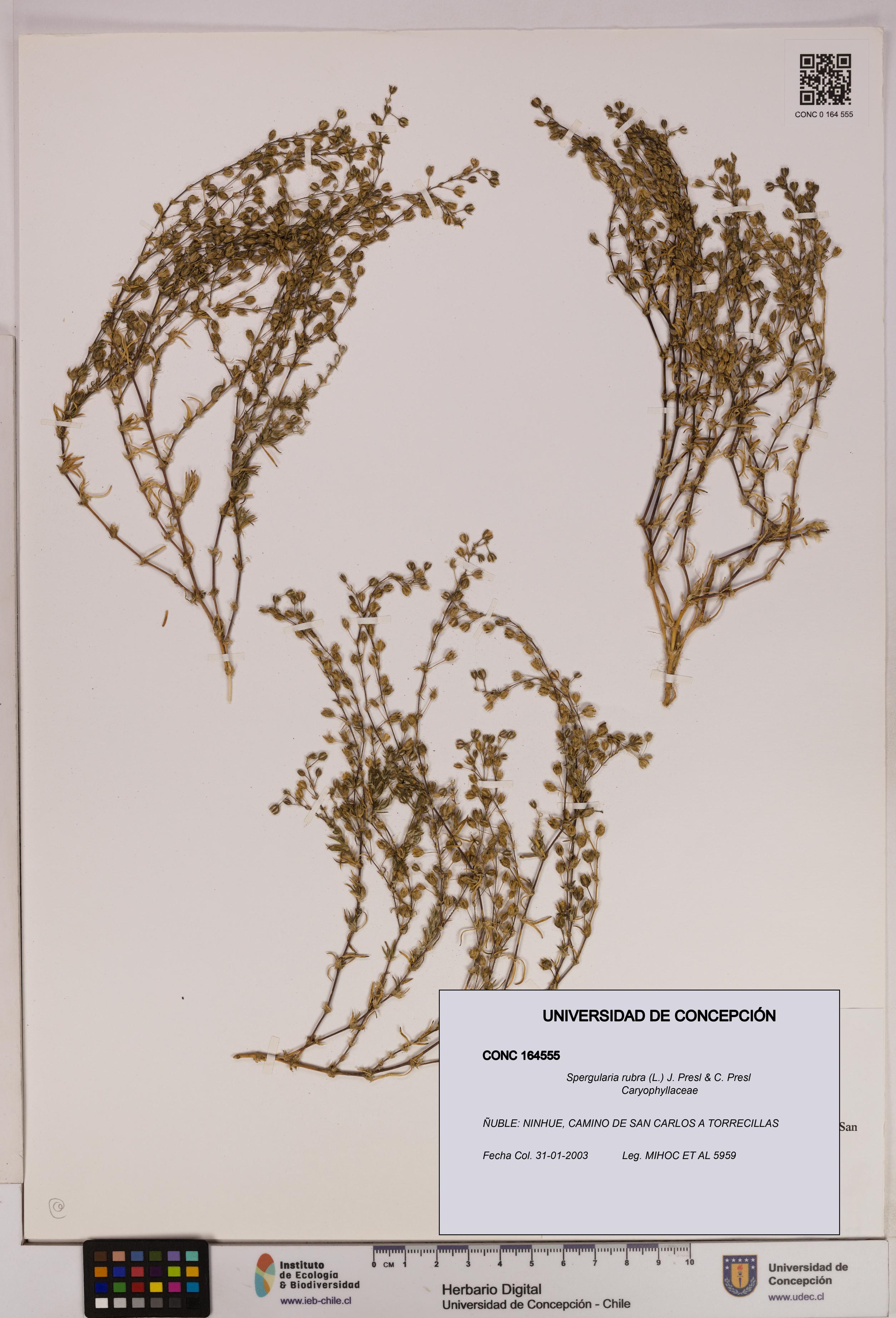 Spergularia rubra [Espécimen: UDEC:CONC:0164555]