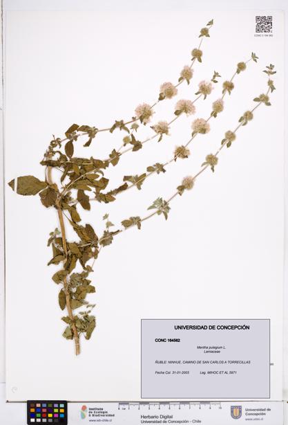 Mentha pulegium [Espécimen: ]