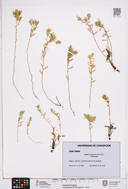 Triptilion spinosum [Espécimen: ]