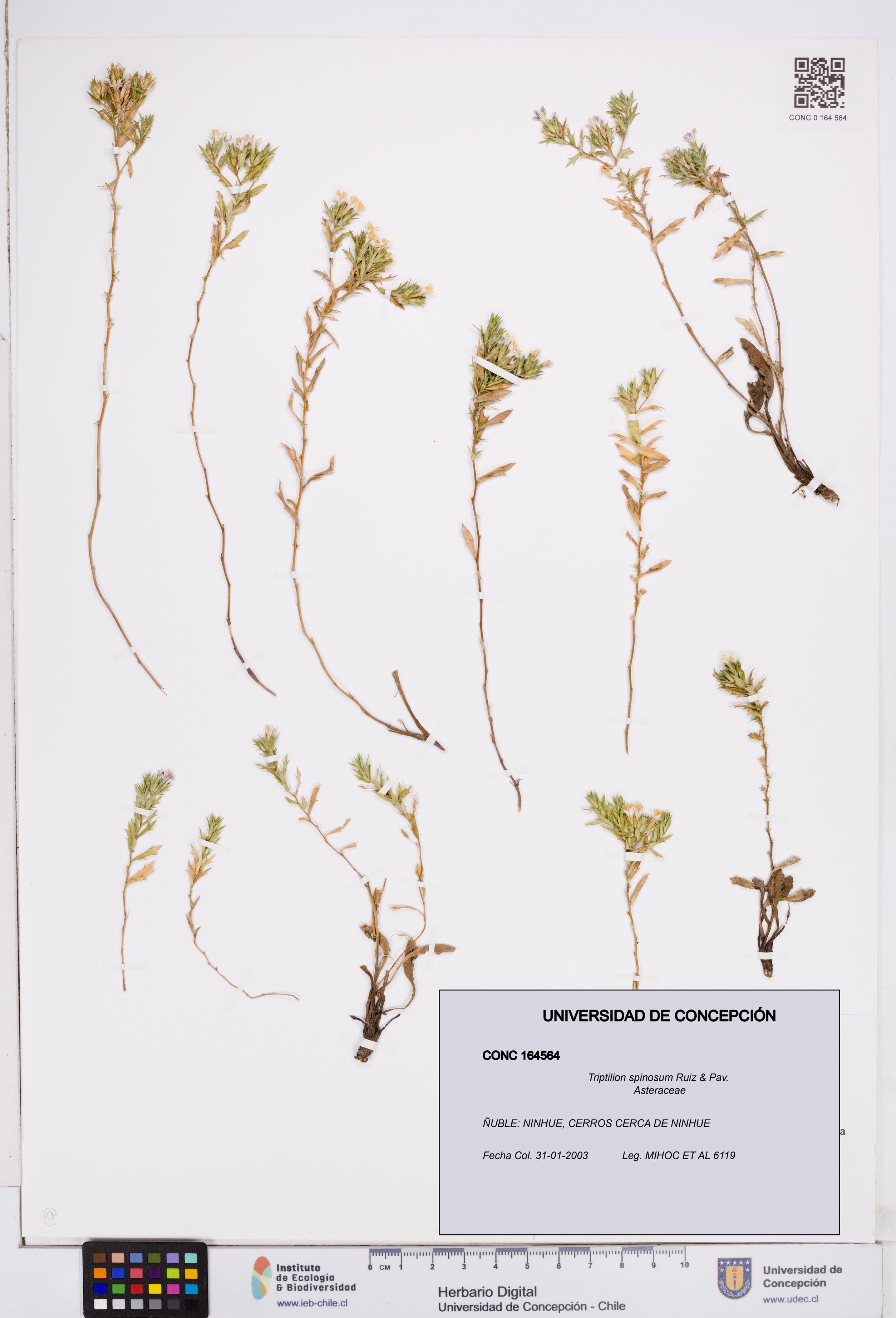 Triptilion spinosum [Espécimen: ]