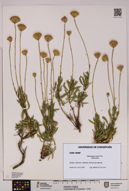 Haplopappus stolpii [Espécimen: UDEC:CONC:0164567]