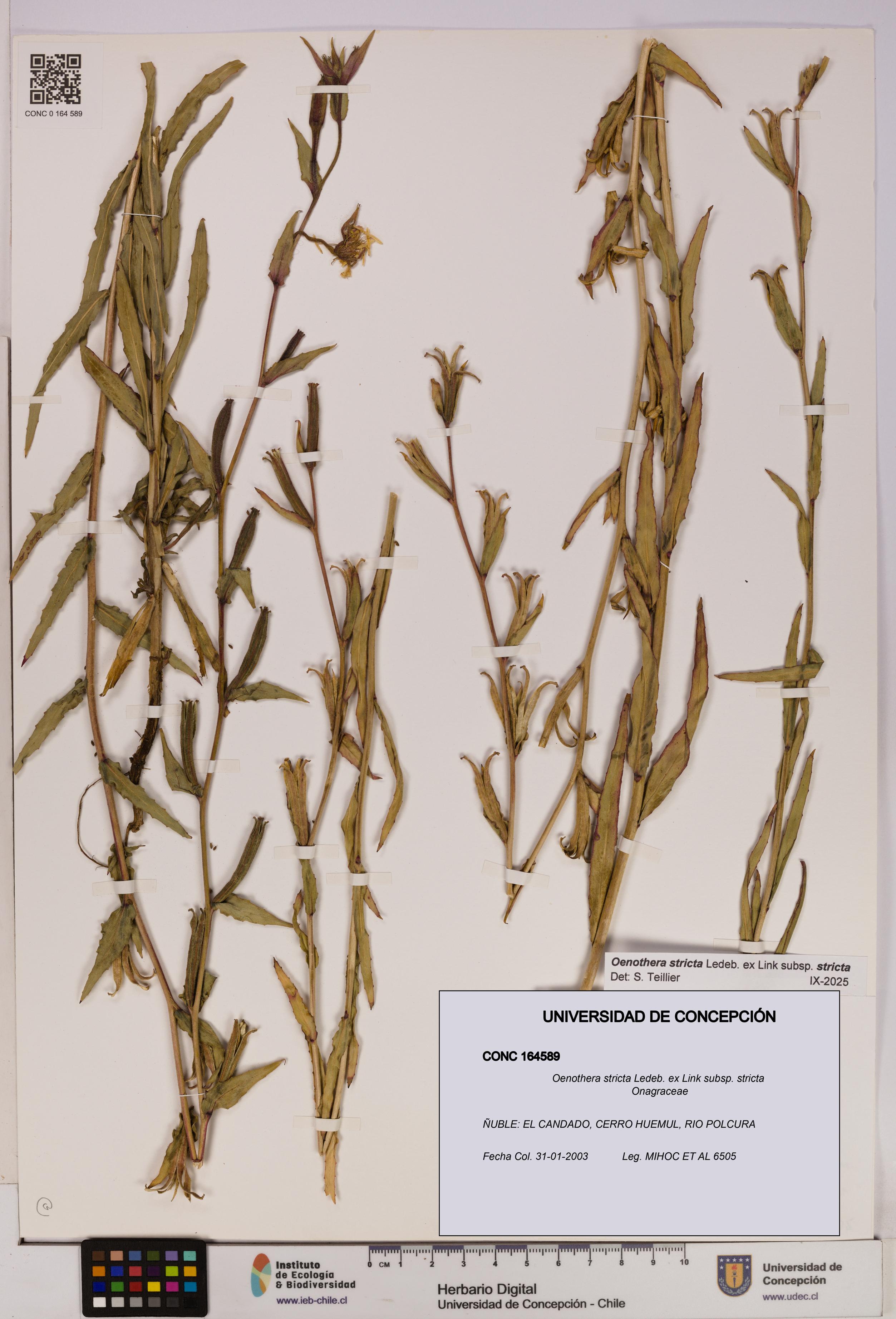 Oenothera stricta subsp. stricta [Espécimen: UDEC:CONC:0164589]