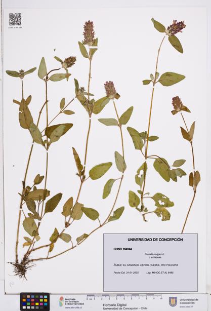 Prunella vulgaris [Espécimen: ]