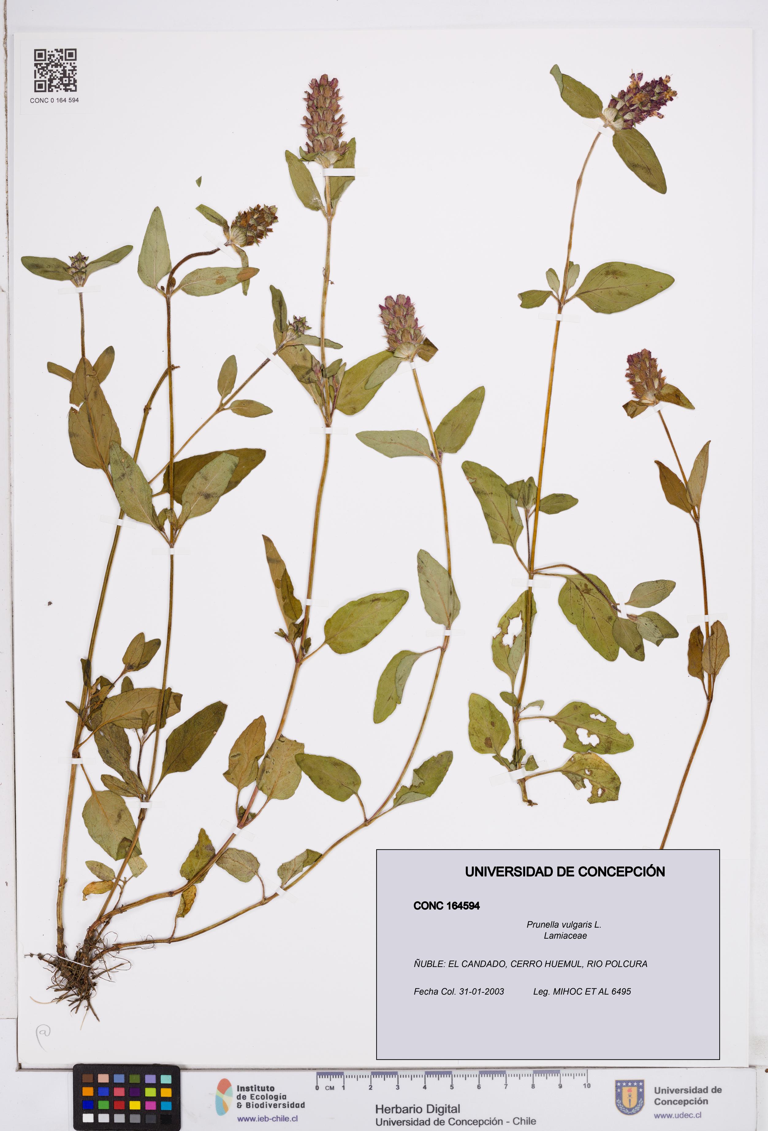 Prunella vulgaris [Espécimen: ]