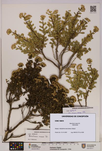 Baccharis neaei [Espécimen: UDEC:CONC:0164610]