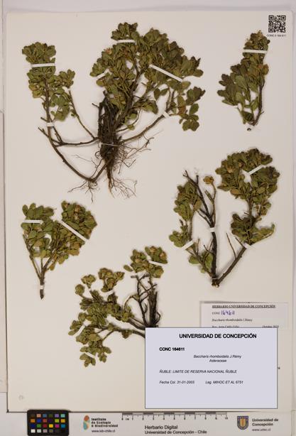 Baccharis rhomboidalis [Espécimen: UDEC:CONC:0164611]