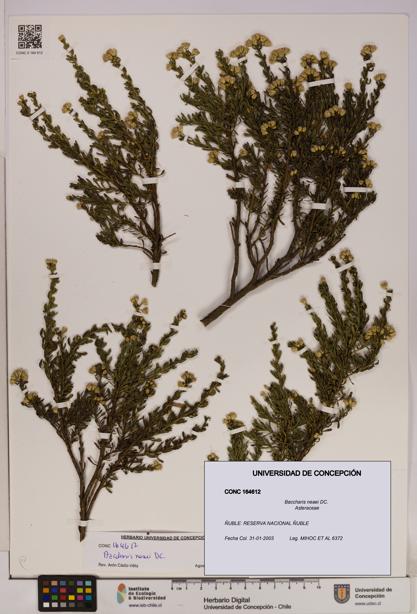 Baccharis neaei [Espécimen: UDEC:CONC:0164612]