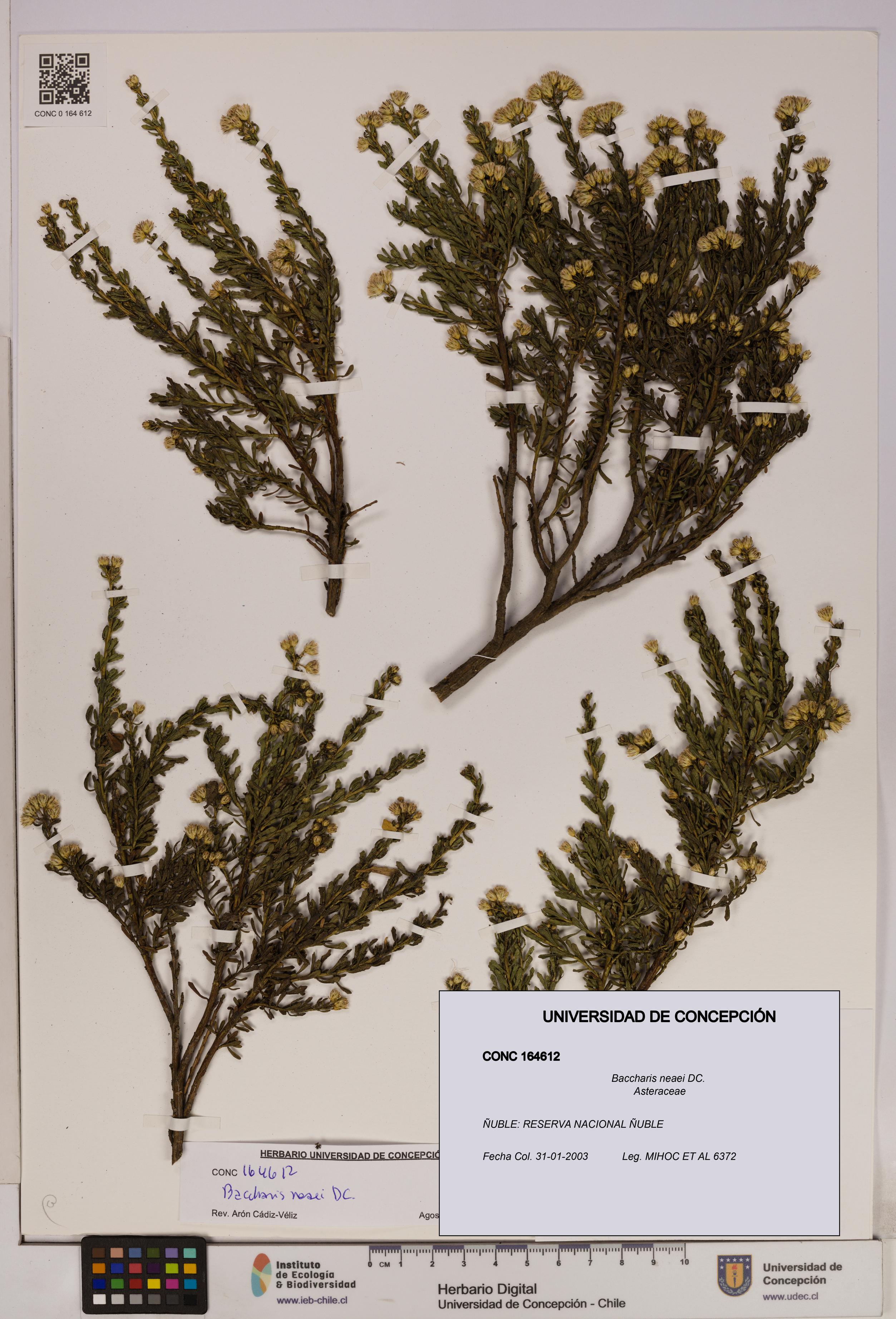 Baccharis neaei [Espécimen: UDEC:CONC:0164612]
