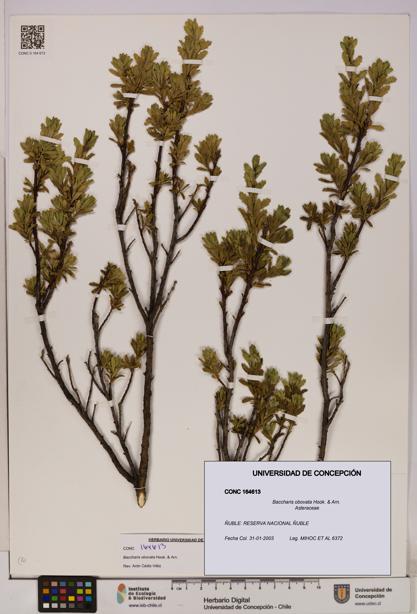 Baccharis obovata [Espécimen: UDEC:CONC:0164613]