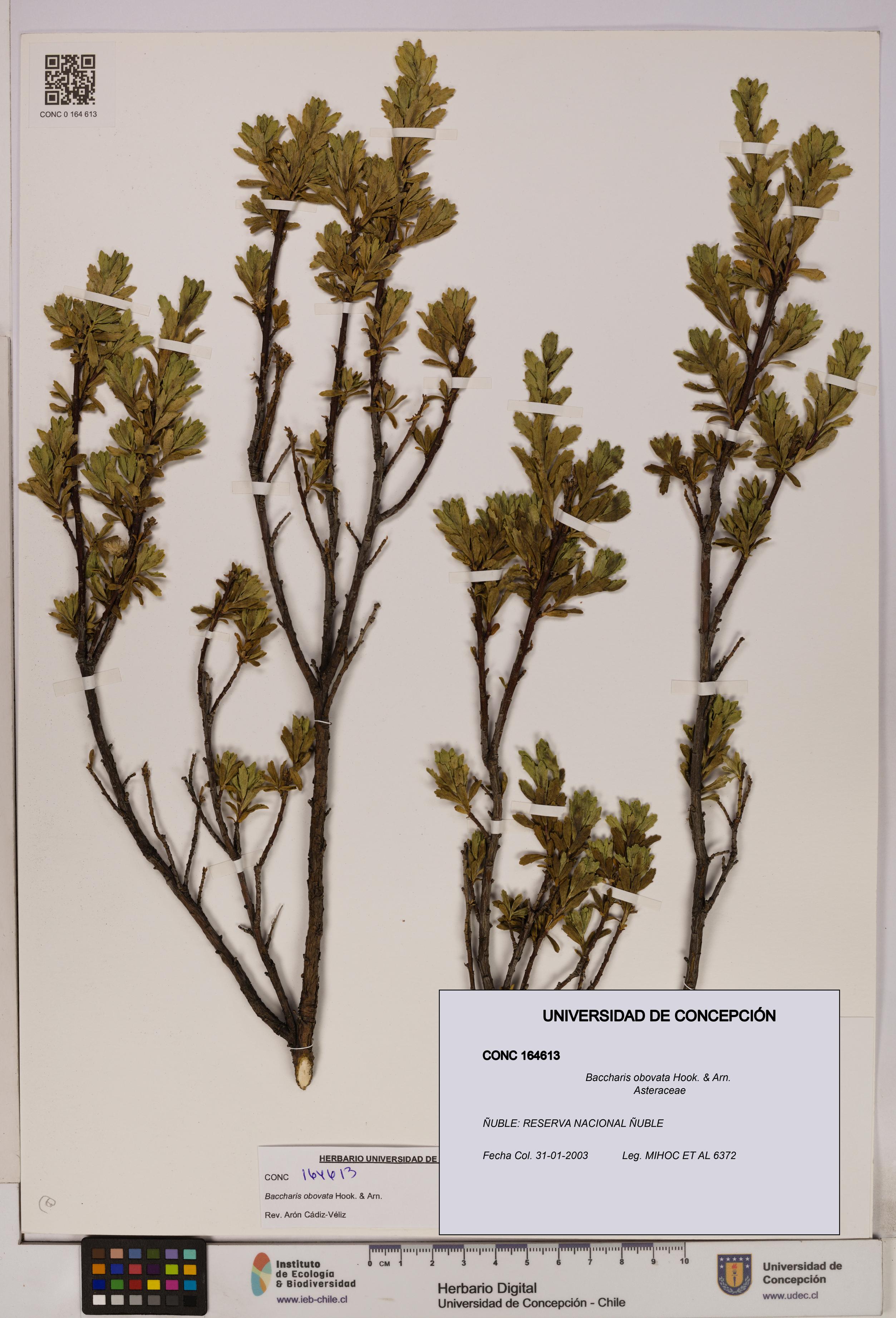 Baccharis obovata [Espécimen: UDEC:CONC:0164613]