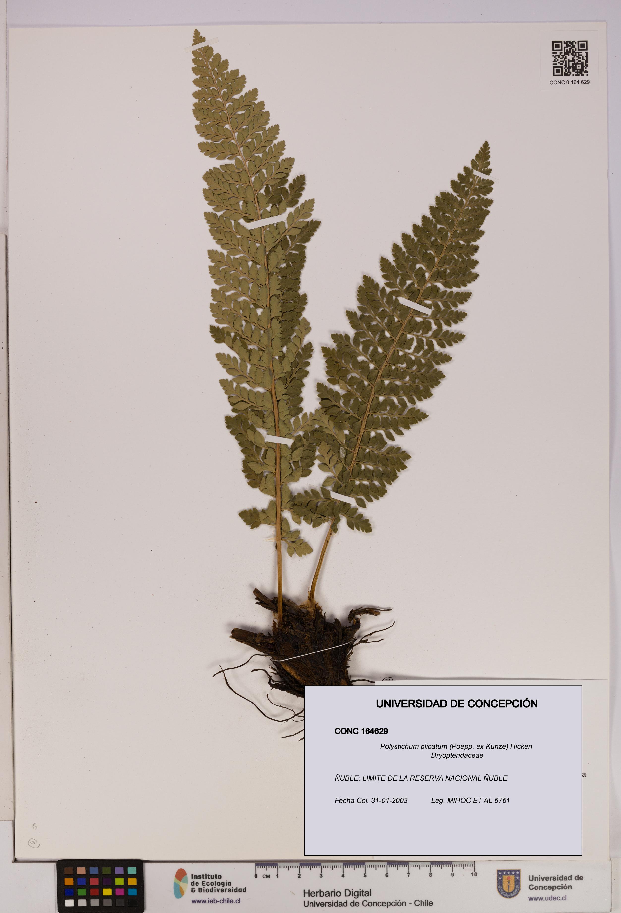 Polystichum plicatum [Espécimen: UDEC:CONC:0164629]