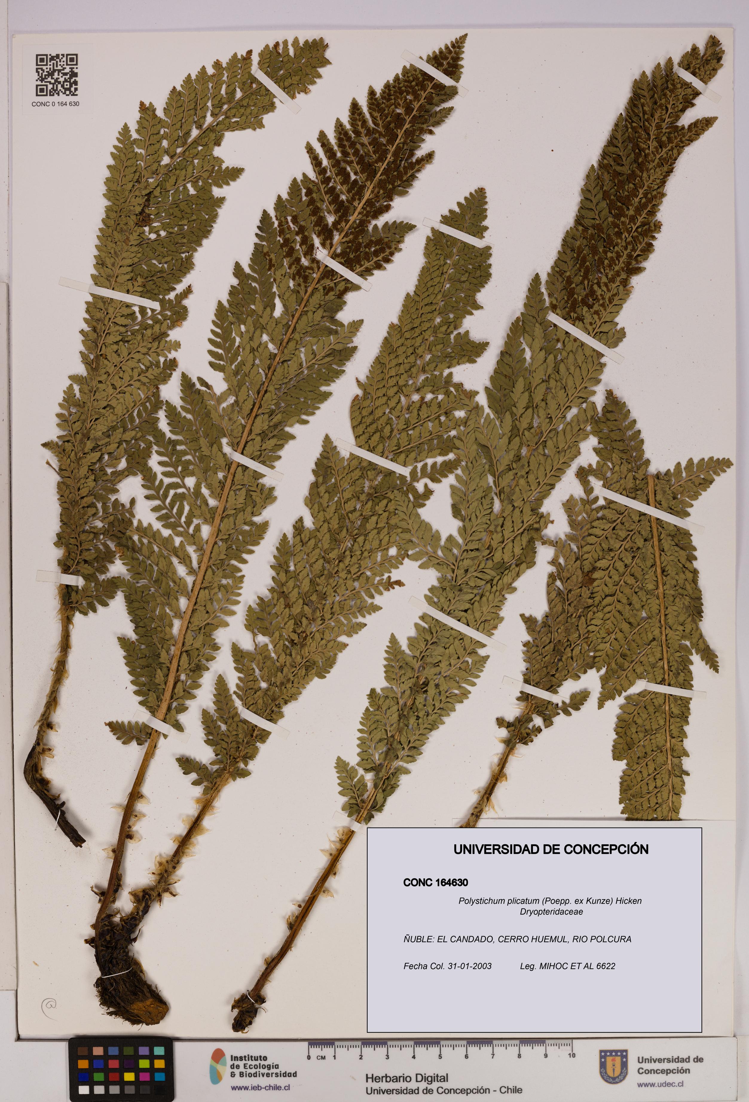 Polystichum plicatum [Espécimen: UDEC:CONC:0164630]