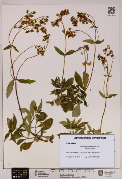 Calceolaria dentata [Espécimen: UDEC:CONC:0164632]