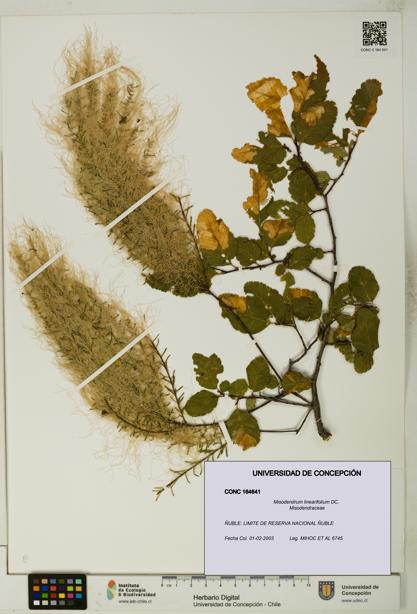 Misodendrum linearifolium [Espécimen: UDEC:CONC:0164641]