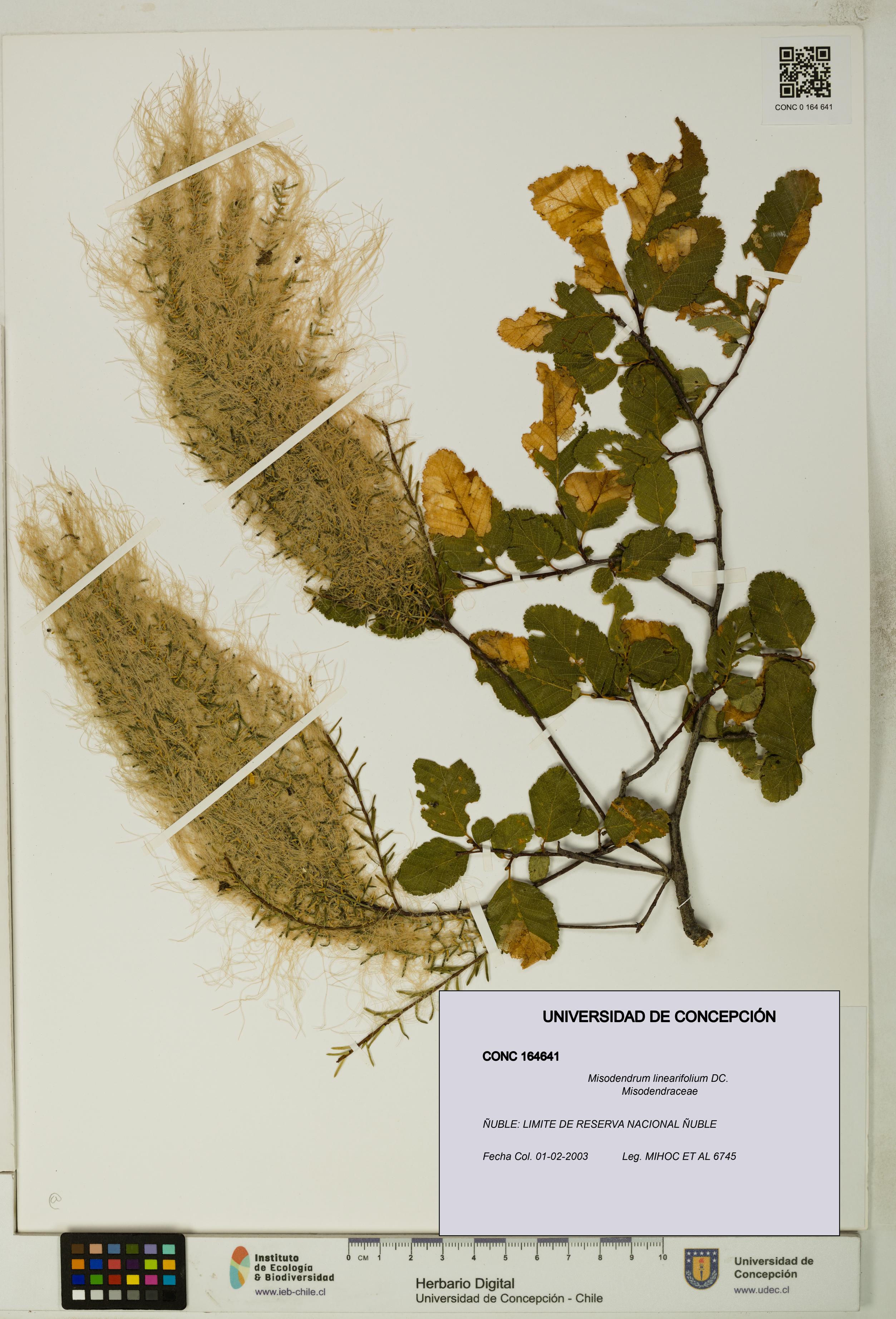 Misodendrum linearifolium [Espécimen: UDEC:CONC:0164641]