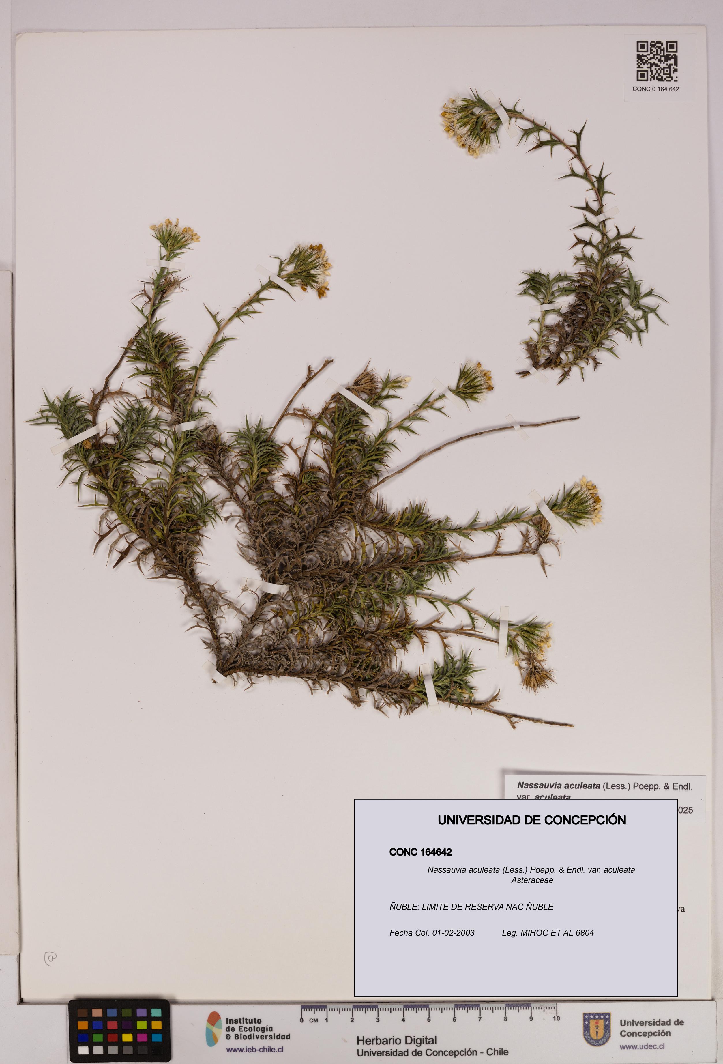 Nassauvia aculeata var. aculeata [Espécimen: UDEC:CONC:0164642]