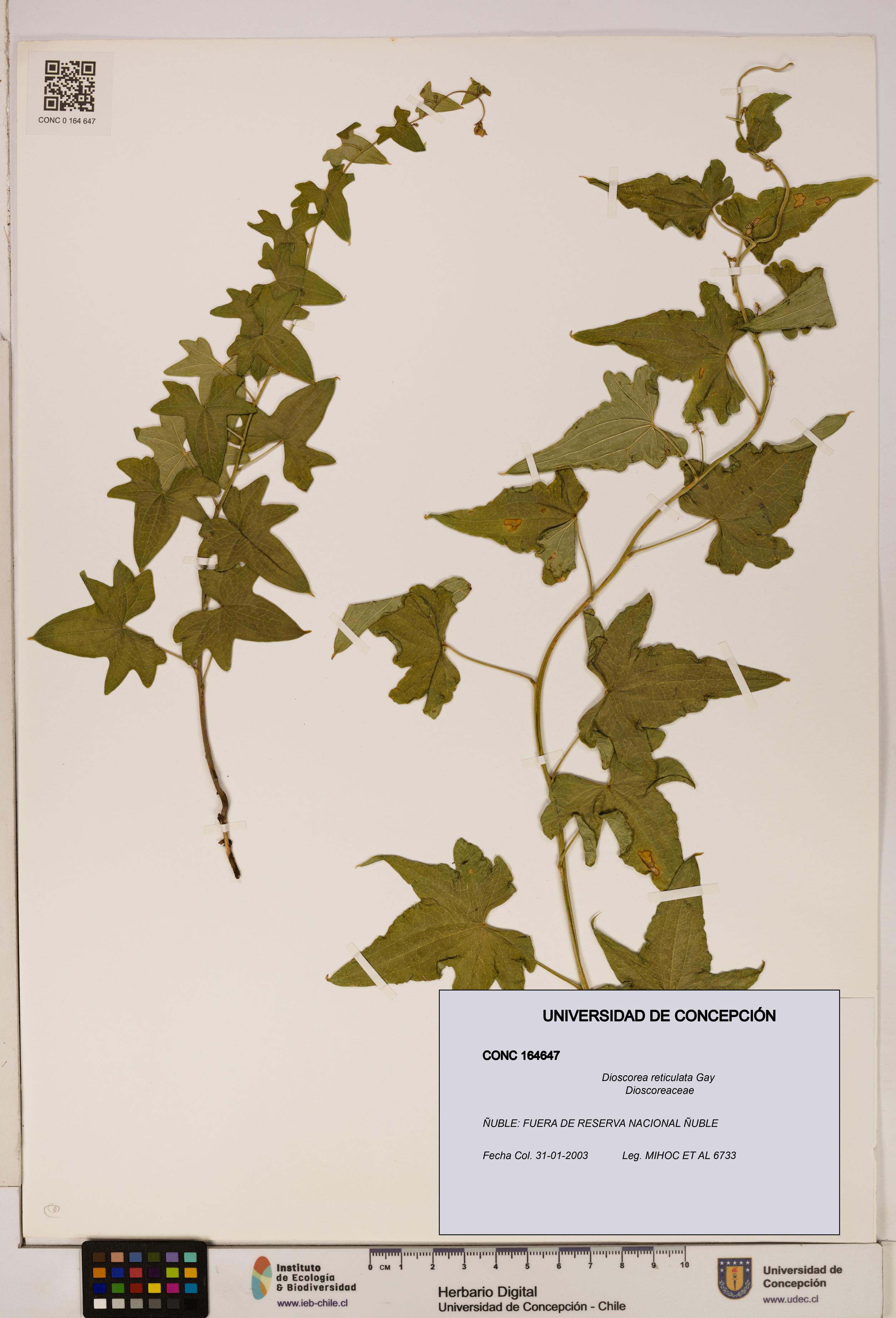 Dioscorea reticulata [Espécimen: ]