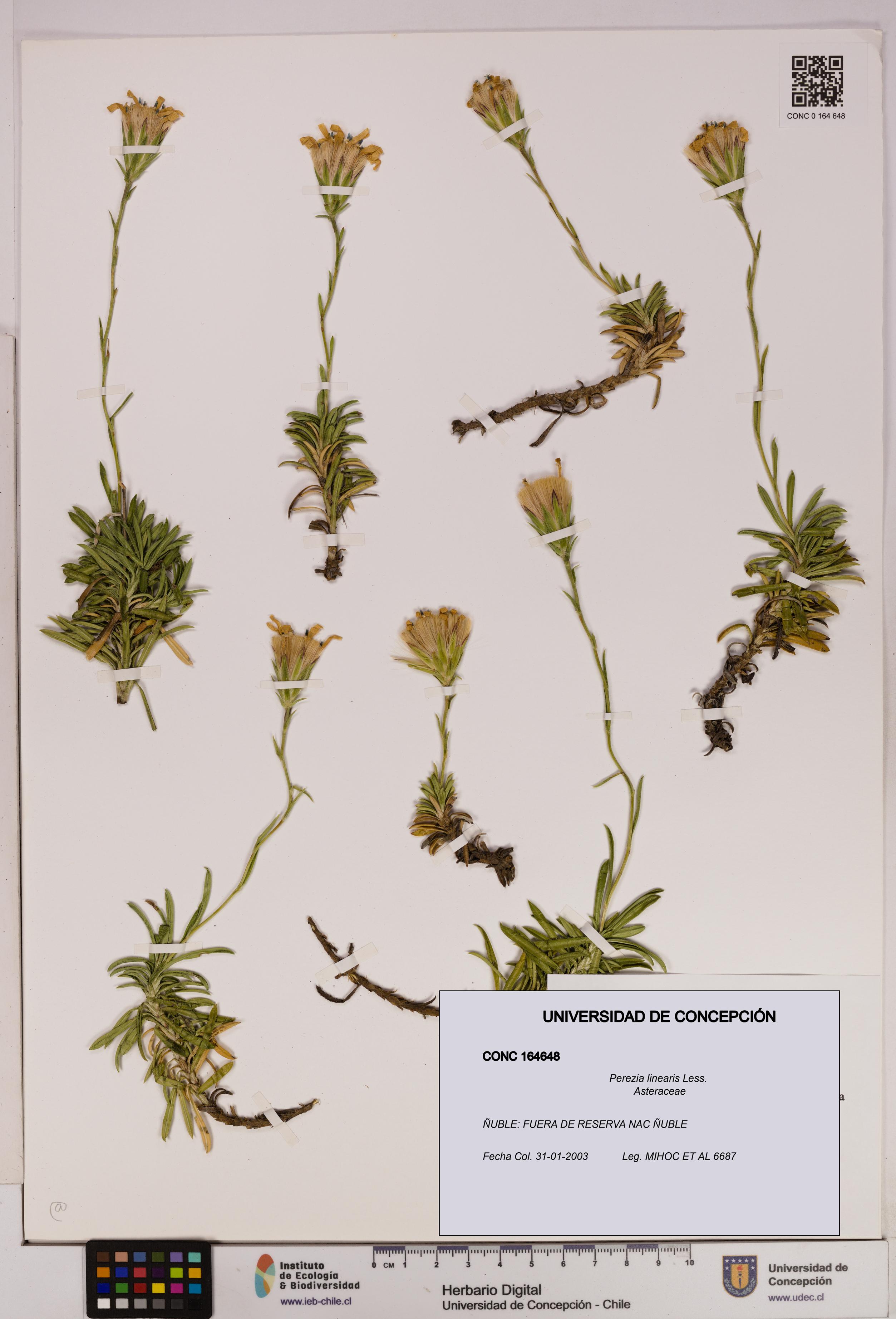 Perezia linearis [Espécimen: UDEC:CONC:0164648]
