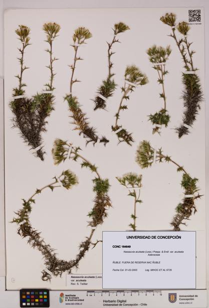 Nassauvia aculeata var. aculeata [Espécimen: UDEC:CONC:0164649]