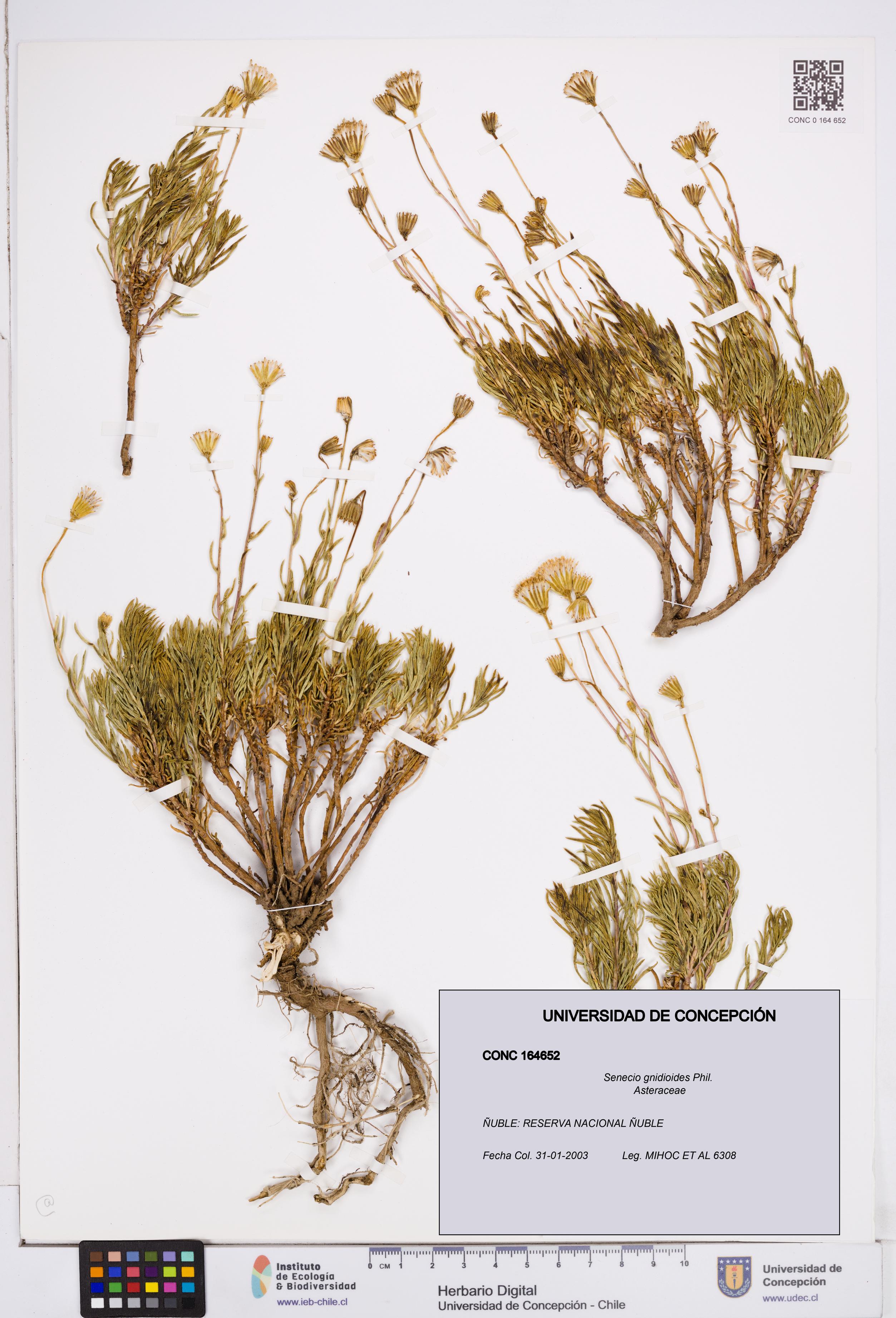 Senecio gnidioides [Espécimen: ]