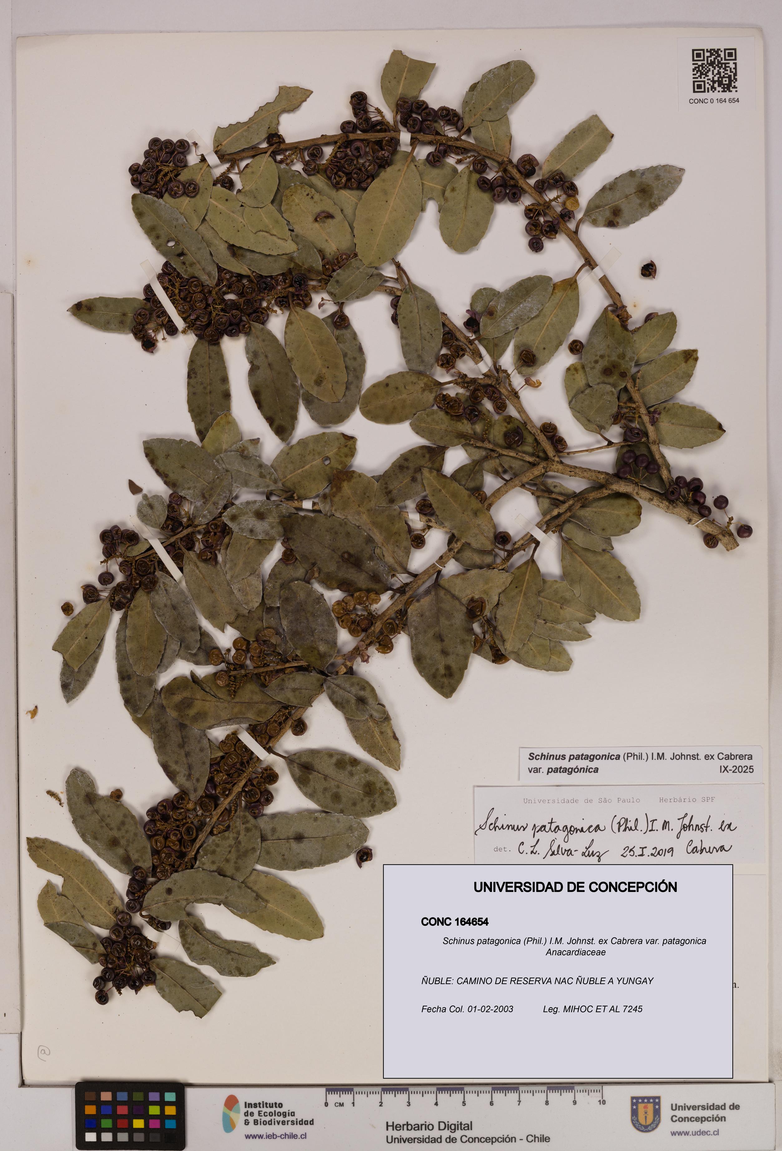 Schinus patagonica [Espécimen: UDEC:CONC:0164654]