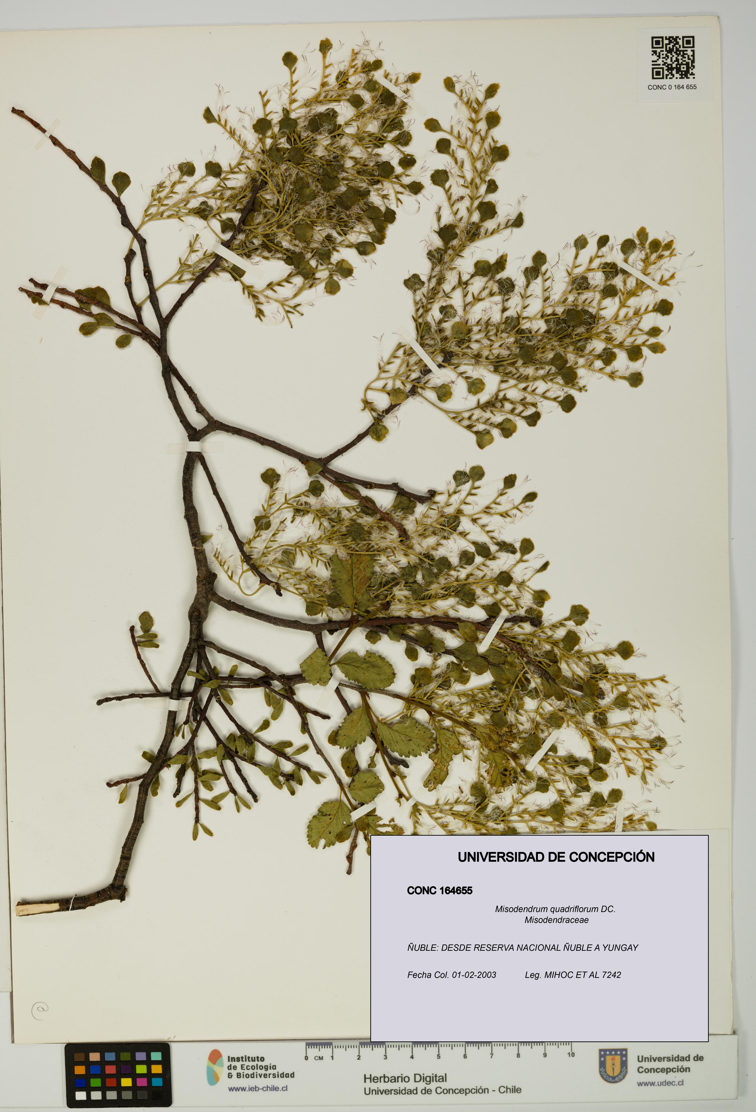 Misodendrum quadriflorum [Espécimen: UDEC:CONC:0164655]
