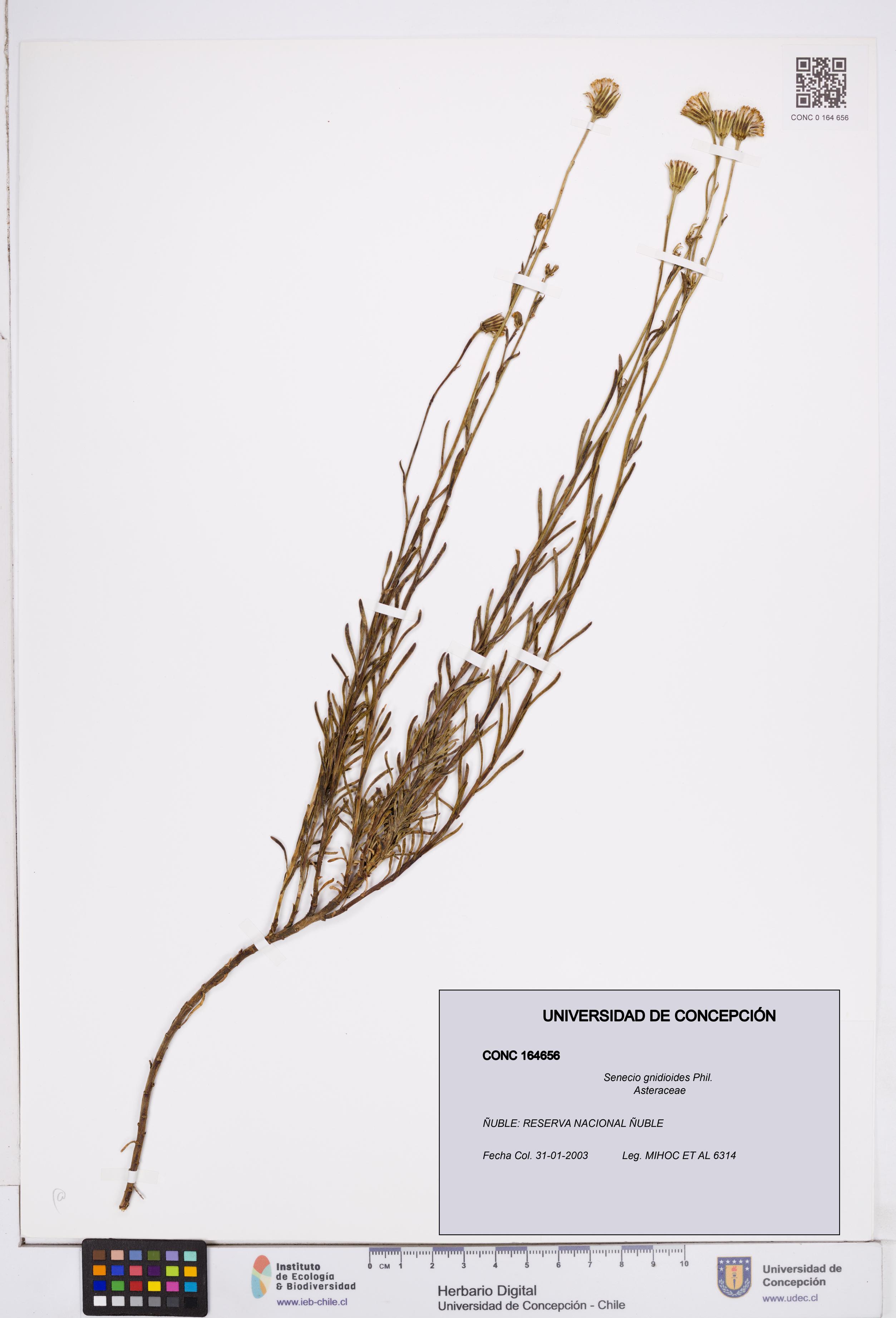 Senecio gnidioides [Espécimen: ]