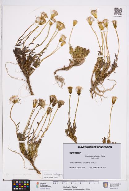 Senecio pachyphyllos [Espécimen: ]