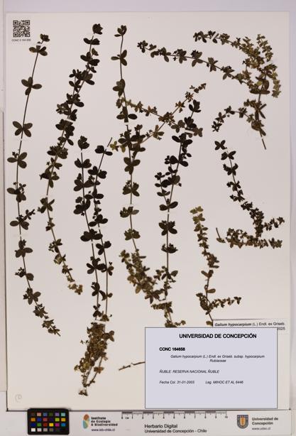 Galium hypocarpium subsp. hypocarpium [Espécimen: UDEC:CONC:0164658]