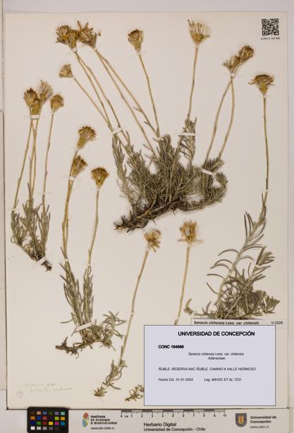 Senecio chilensis var. chilensis [Espécimen: UDEC:CONC:0164668]