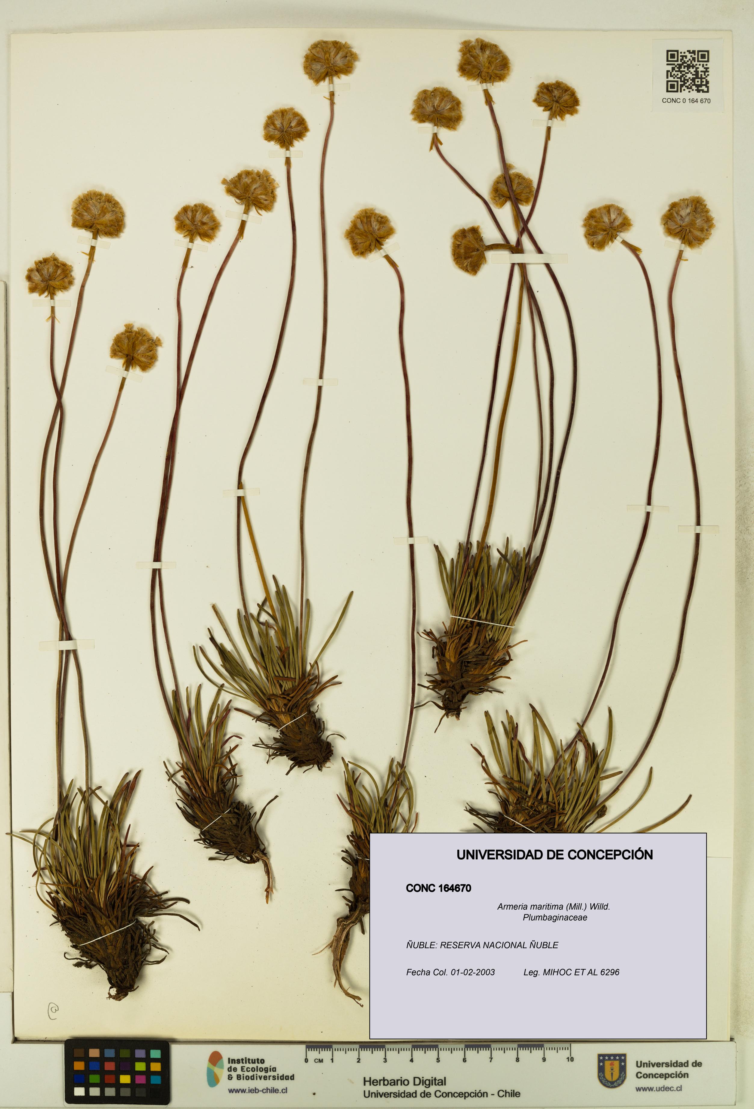 Armeria maritima [Espécimen: UDEC:CONC:0164670]