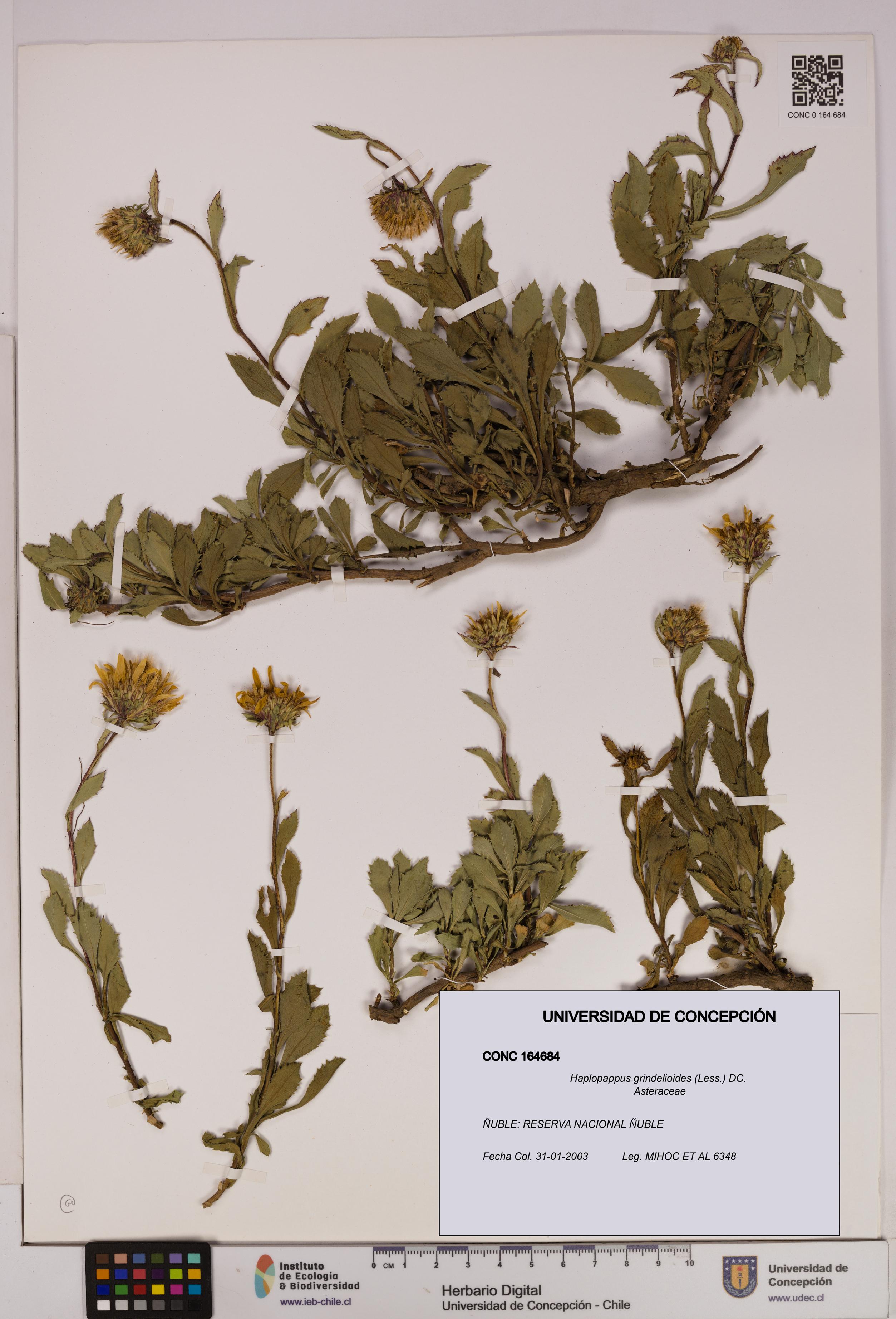 Haplopappus grindelioides [Espécimen: UDEC:CONC:0164684]