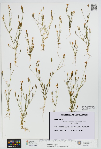 Centaurium cachanlahuen [Espécimen: UDEC:CONC:0164695]