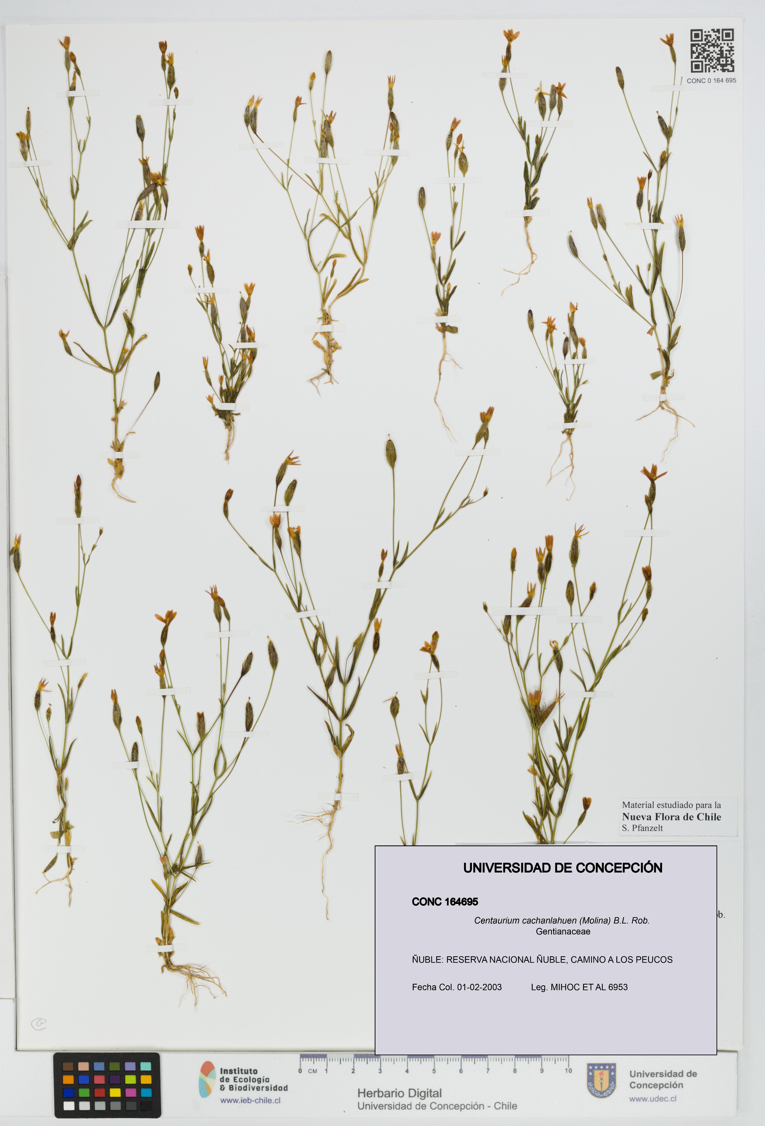 Centaurium cachanlahuen [Espécimen: UDEC:CONC:0164695]