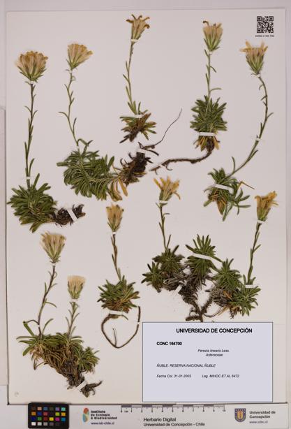 Perezia linearis [Espécimen: UDEC:CONC:0164700]