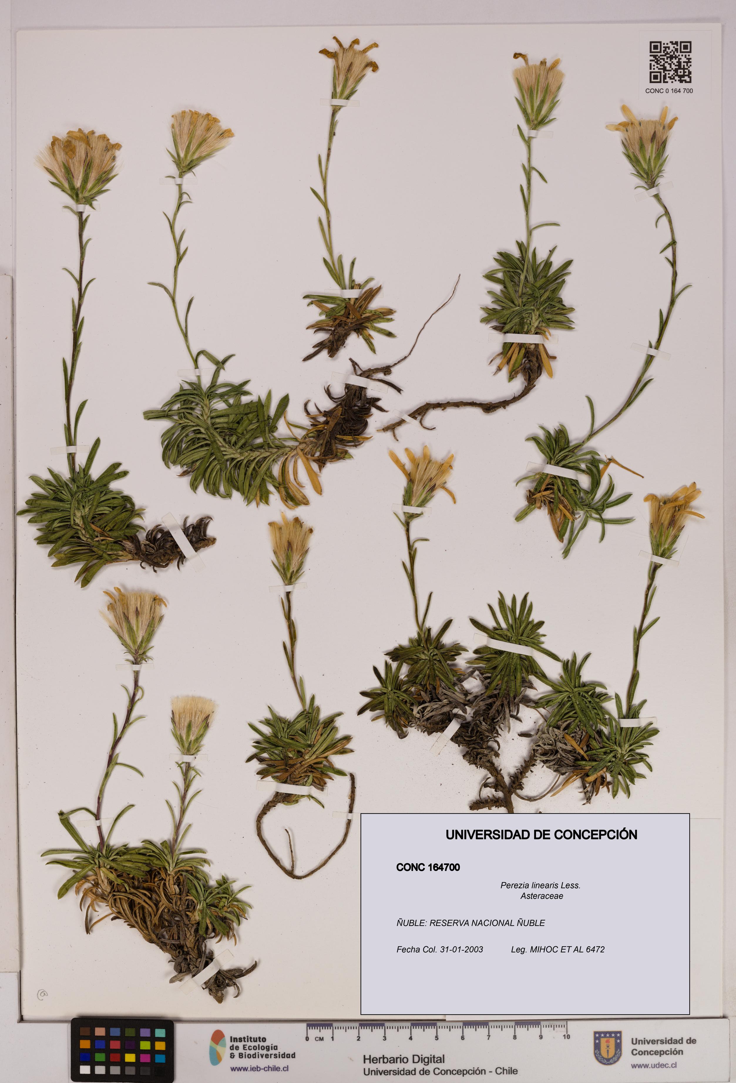 Perezia linearis [Espécimen: UDEC:CONC:0164700]