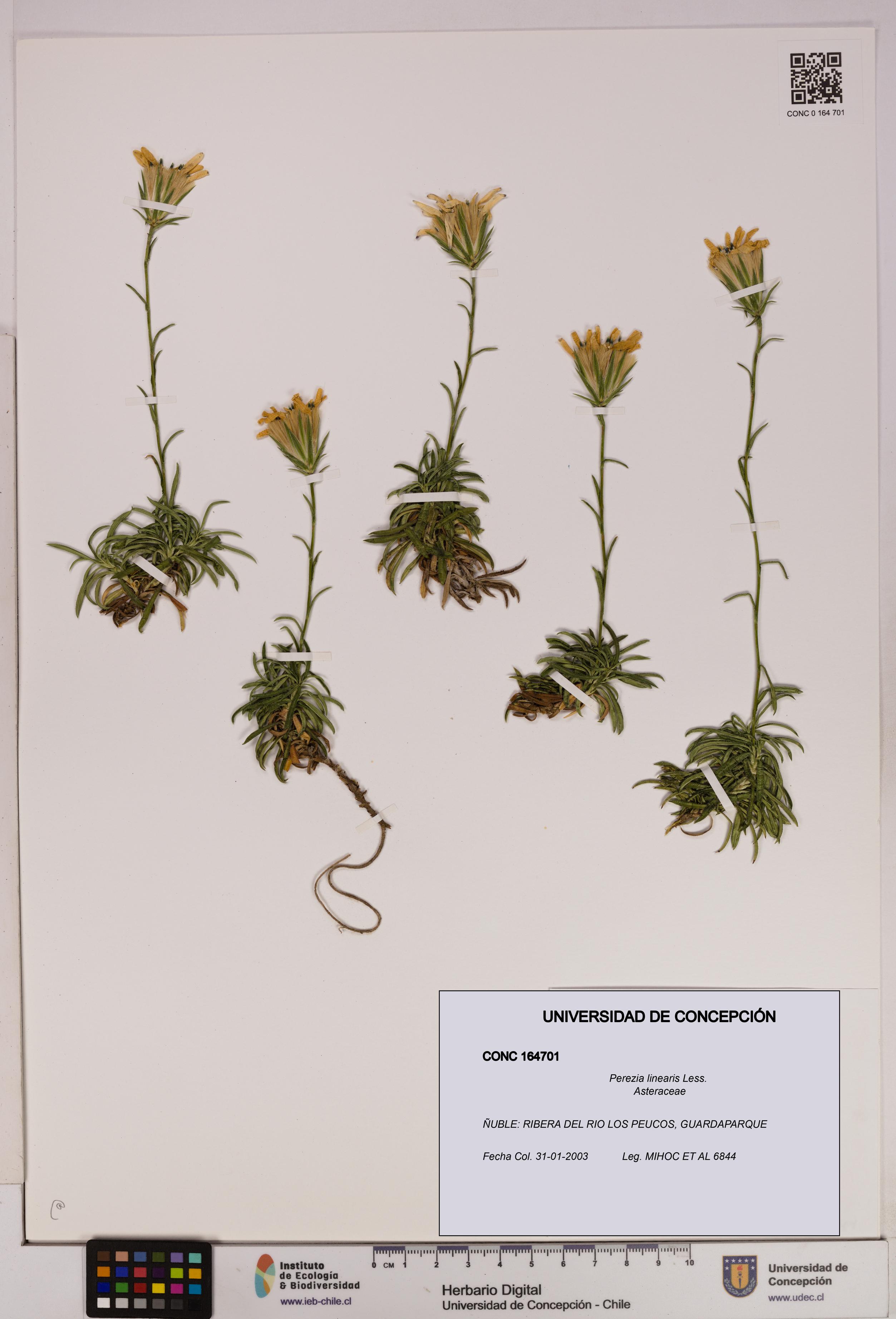 Perezia linearis [Espécimen: UDEC:CONC:0164701]