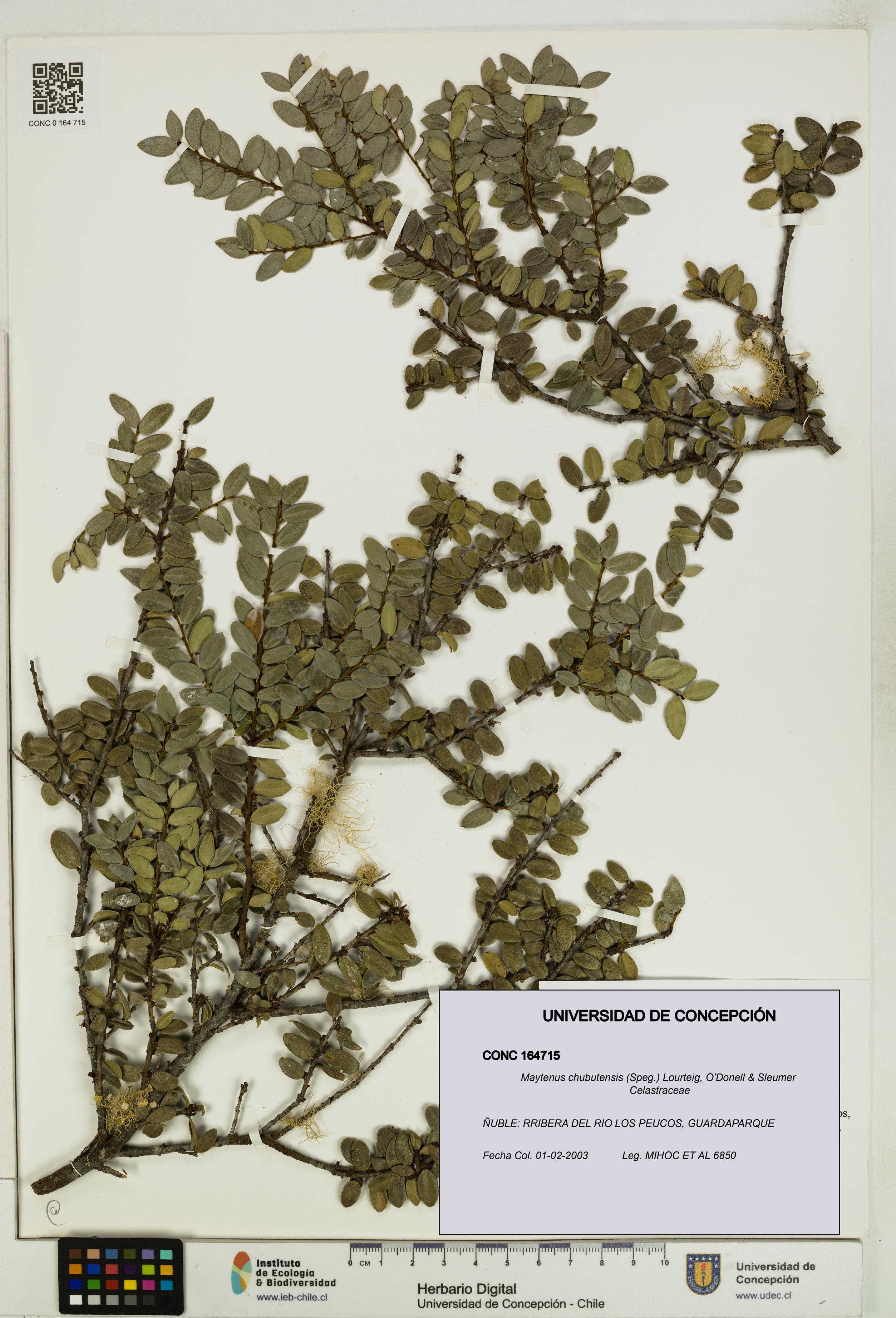 Maytenus chubutensis [Espécimen: UDEC:CONC:0164715]