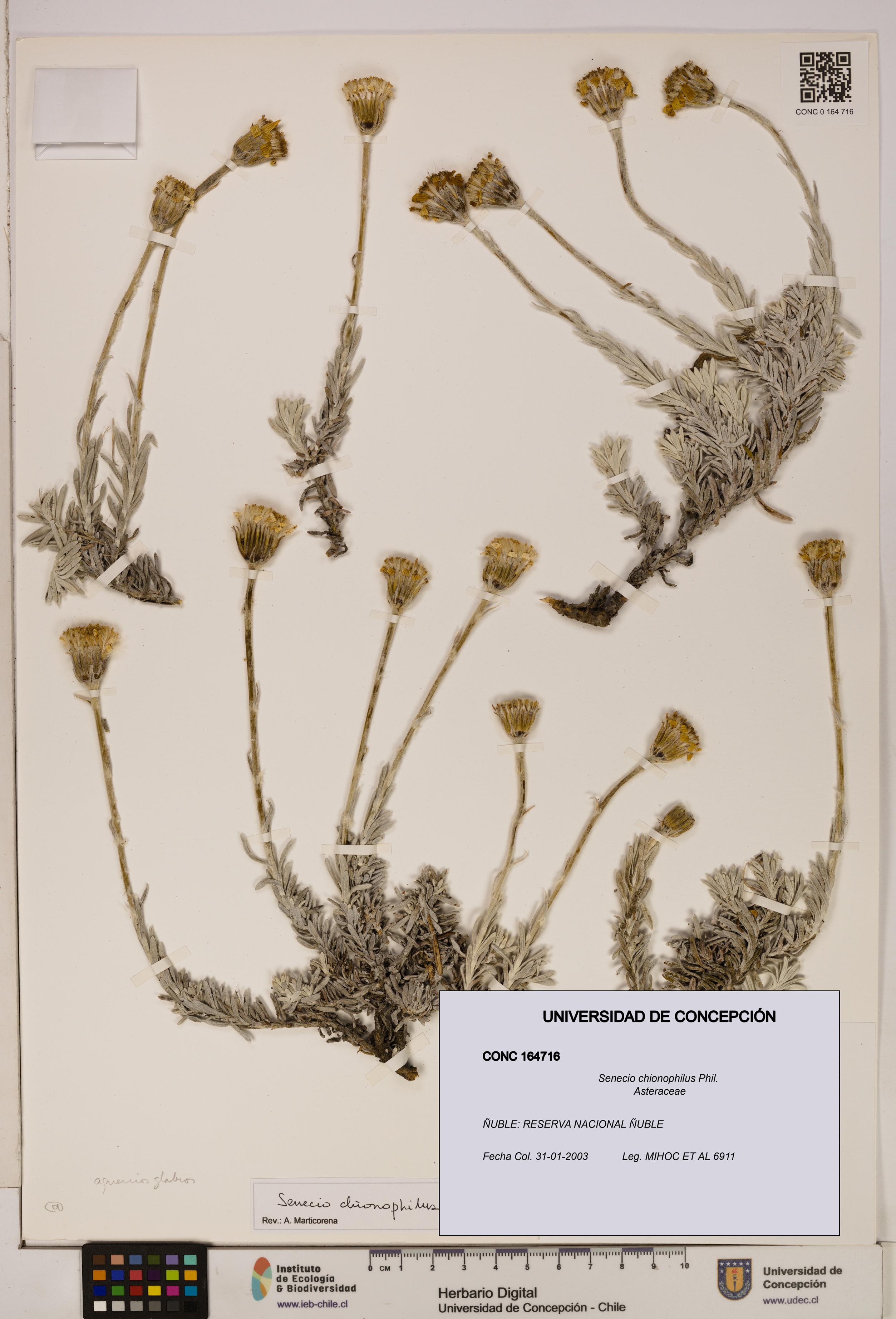 Senecio chionophilus [Espécimen: UDEC:CONC:0164716]