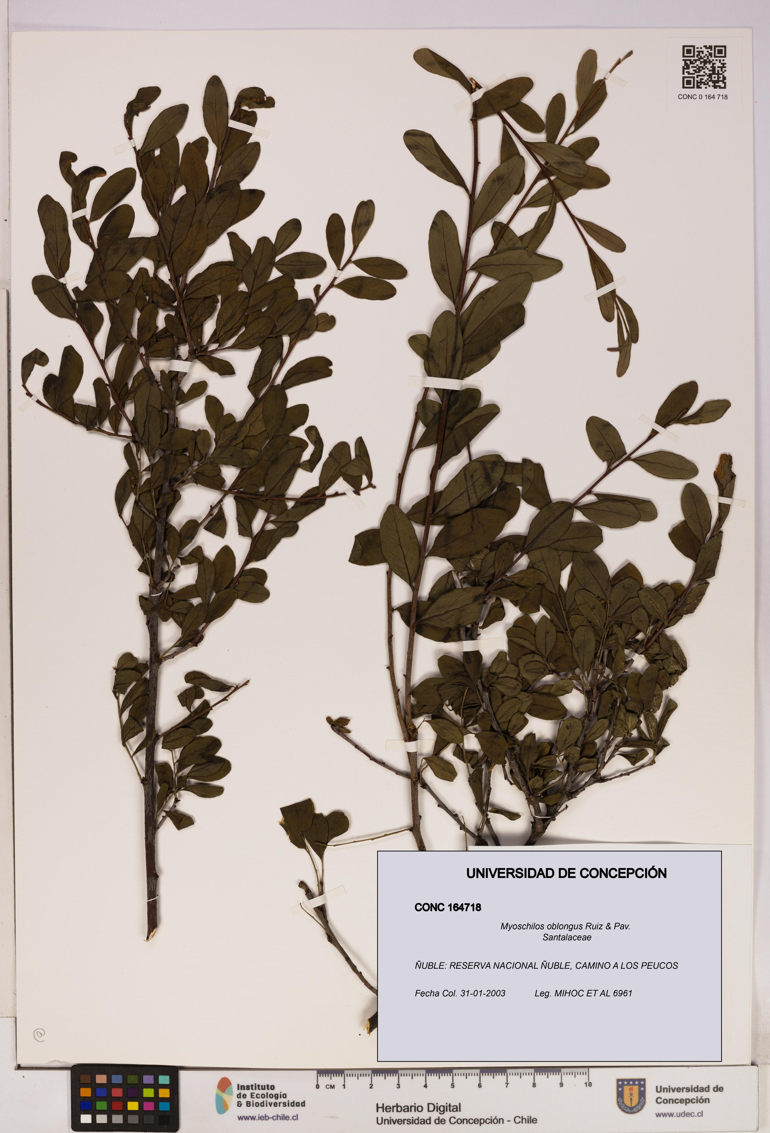 Myoschilos oblongus [Espécimen: UDEC:CONC:0164718]