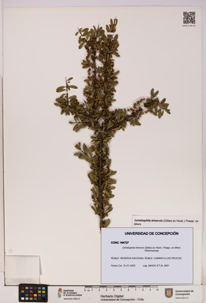 Ochetophila trinervis [Espécimen: UDEC:CONC:0164727]