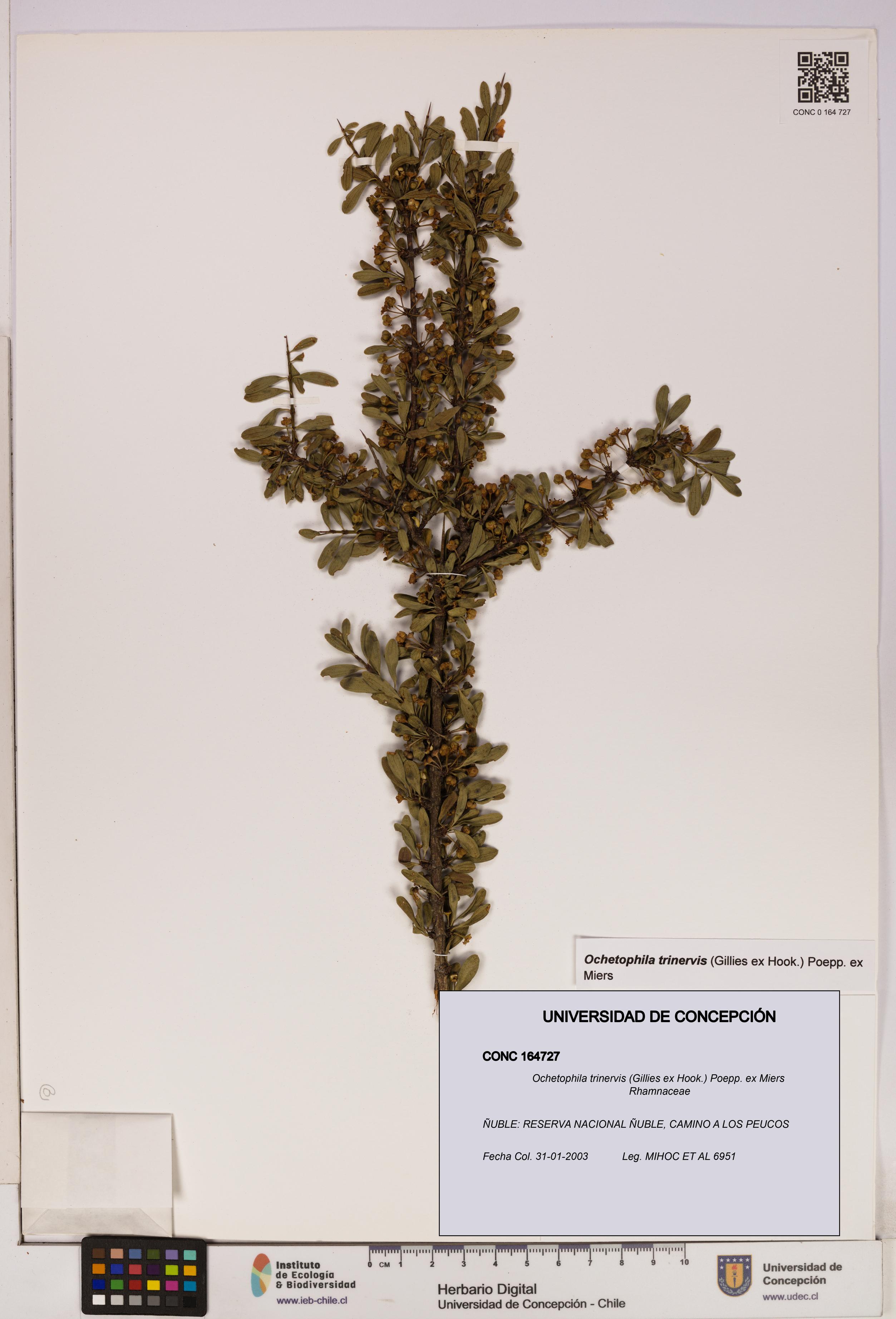 Ochetophila trinervis [Espécimen: UDEC:CONC:0164727]