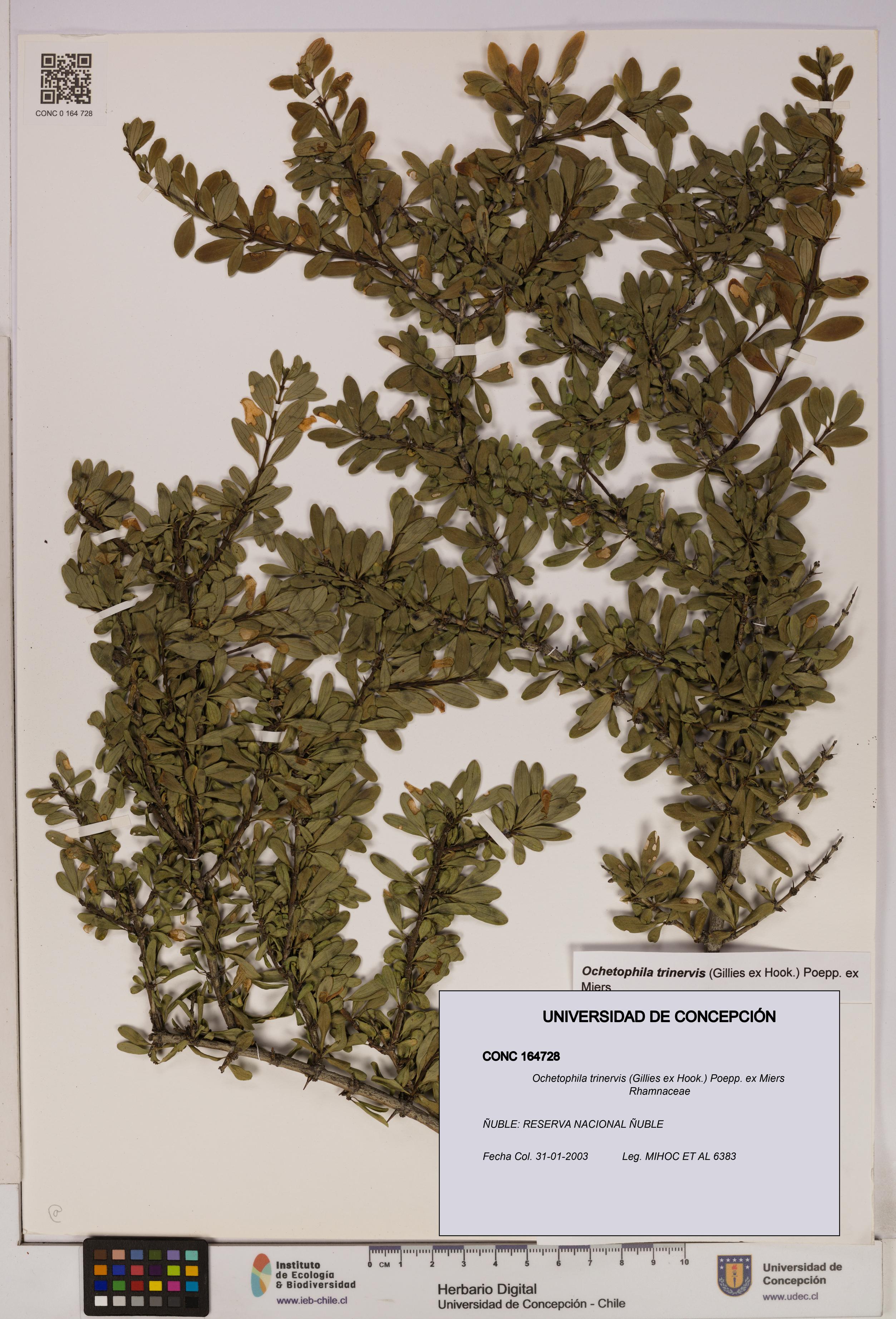 Ochetophila trinervis [Espécimen: UDEC:CONC:0164728]