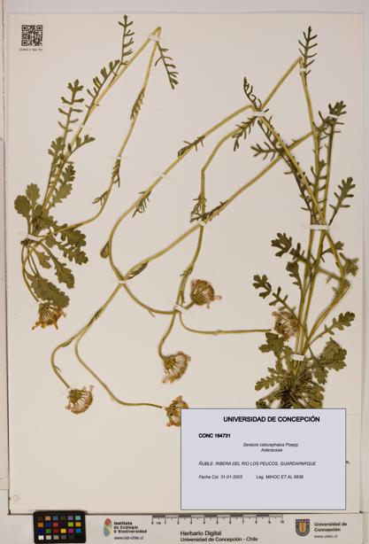 Senecio calocephalus [Espécimen: UDEC:CONC:0164731]