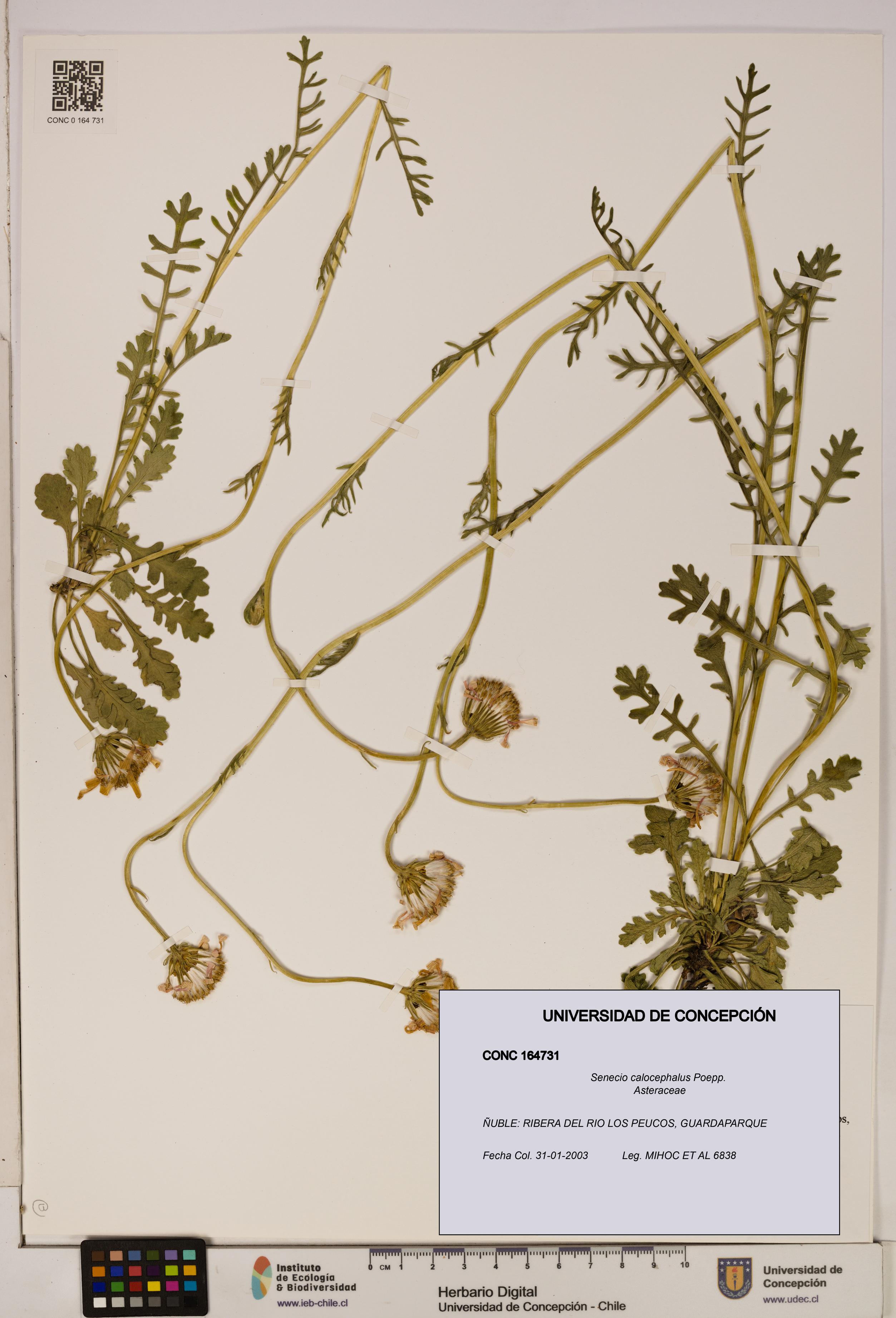 Senecio calocephalus [Espécimen: UDEC:CONC:0164731]