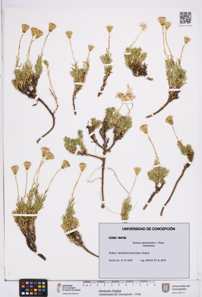 Senecio pachyphyllos [Espécimen: ]