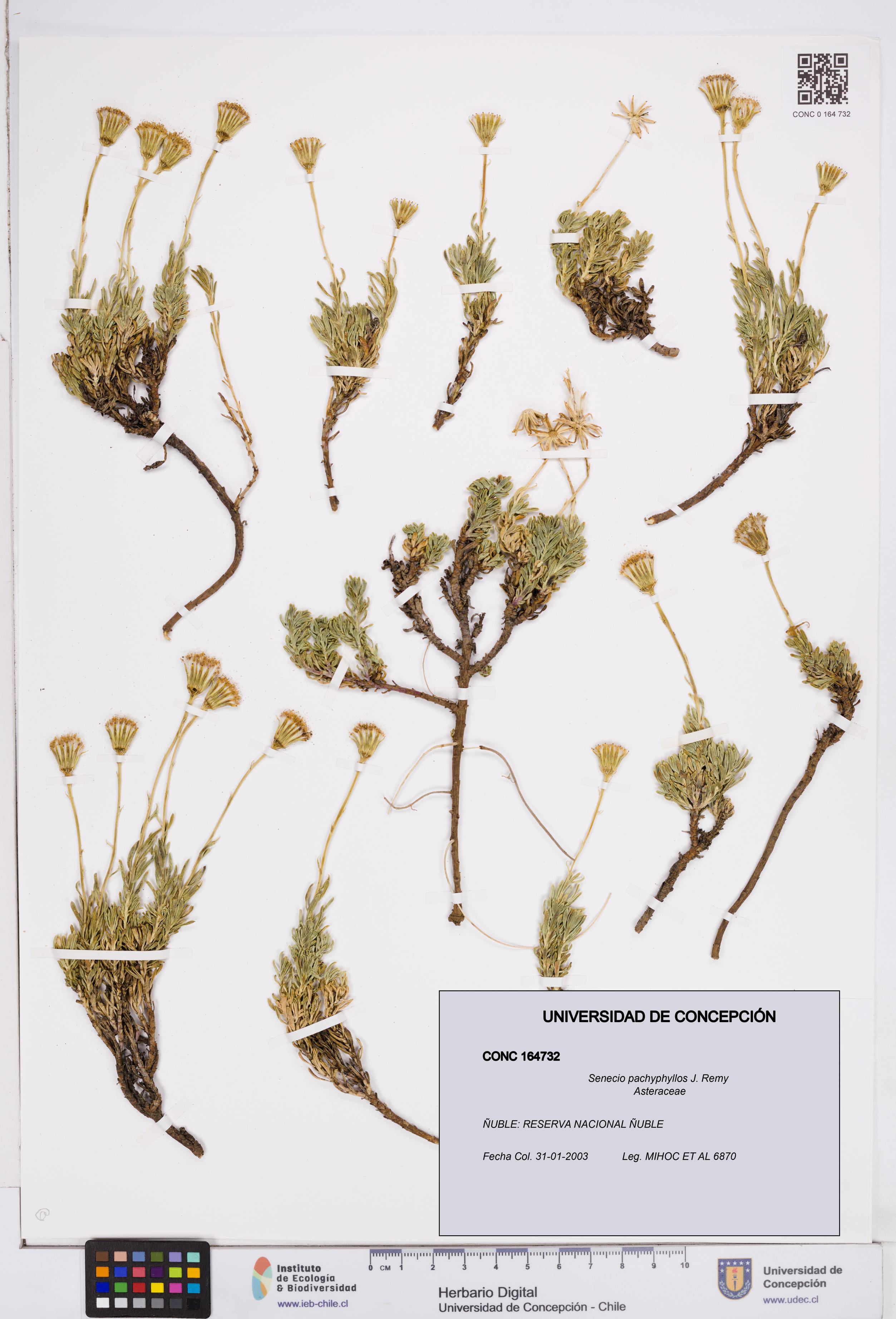 Senecio pachyphyllos [Espécimen: ]
