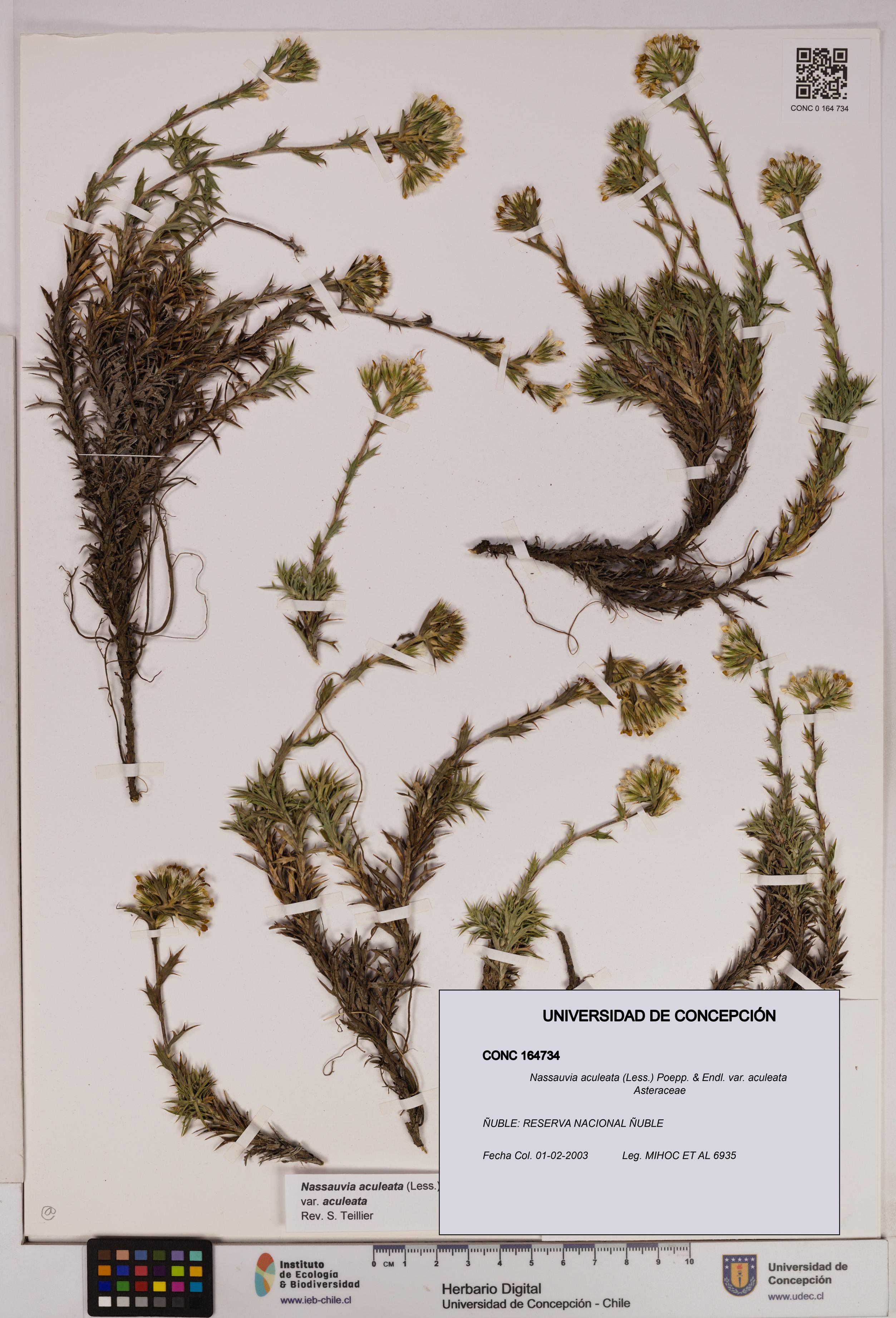 Nassauvia aculeata var. aculeata [Espécimen: UDEC:CONC:0164734]