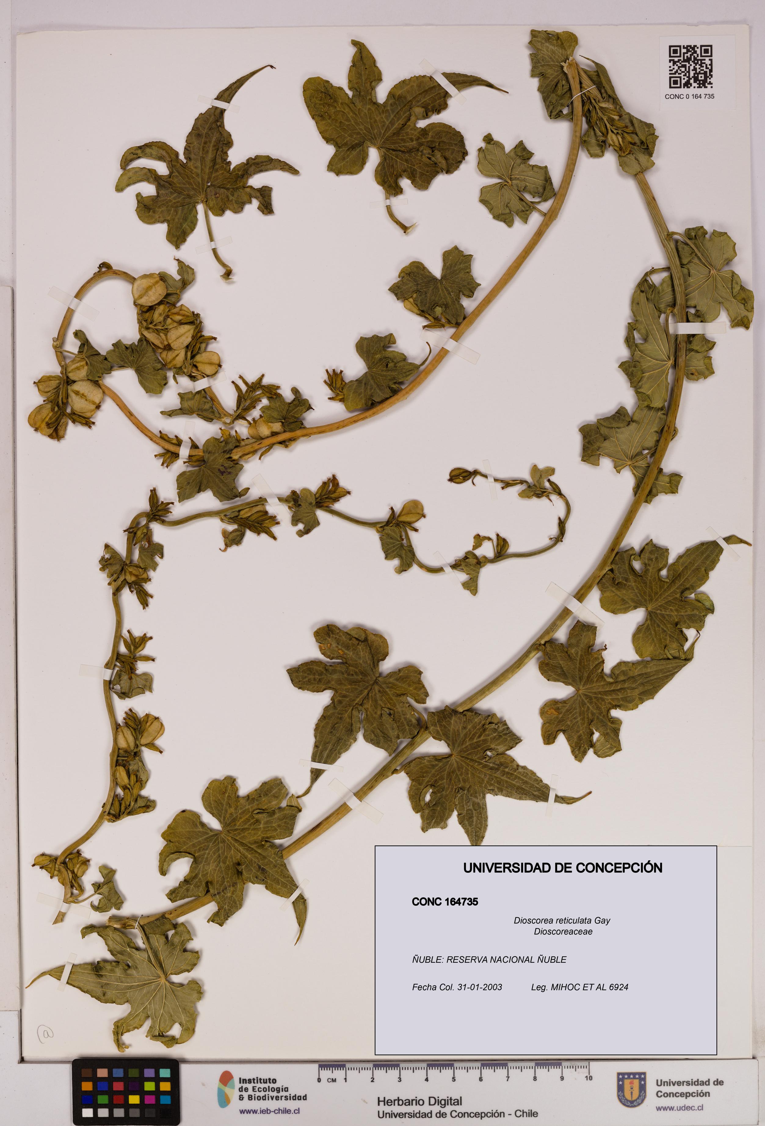 Dioscorea reticulata [Espécimen: UDEC:CONC:0164735]