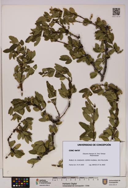 Discaria chacaye [Espécimen: UDEC:CONC:0164737]